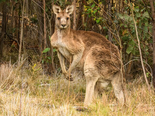 Eastern Grey Kangaroo (Macropus giganteus) in Australia