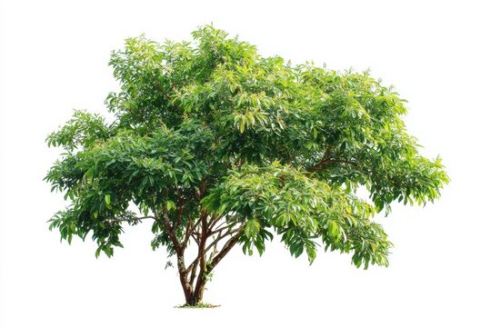 Polyscias scutellaria pohon mangkok against a white backdrop