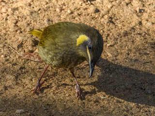 Lewin's Honeyeater (Meliphaga lewinii) in Australia