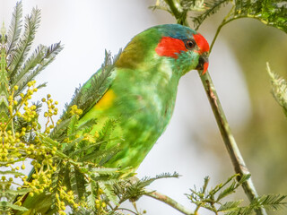 Musk Lorikeet (Glossopsitta concinna) in Australia