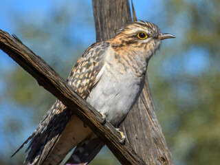 Pallid Cuckoo (Cuculus pallidus) in Australia