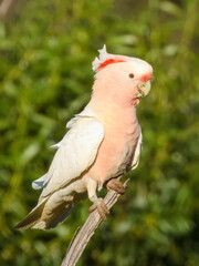 Pink Cockatoo (Cacatua leadbeateri) in Australia