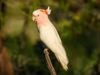 Pink Cockatoo (Cacatua leadbeateri) in Australia