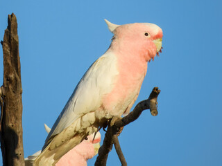 Pink Cockatoo (Cacatua leadbeateri) in Australia