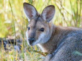 Red-necked Wallaby (Notamacropus rufogriseus) in Australia