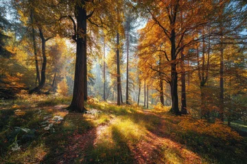 Fototapete Rund Sunny autumn woods © LimeSky