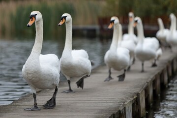 Obraz premium Swans heading to the water