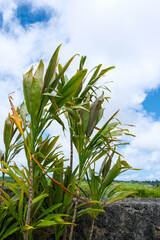南国の植物センネンボクと青空