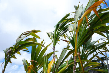 南国の植物センネンボクと青空