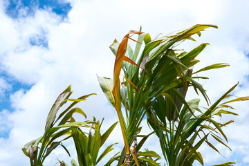 南国の植物センネンボクと青空