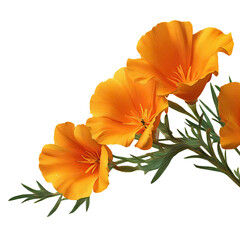 Naklejka premium Vibrant California Poppies: A Close-Up of Nature's Golden Beauty on Black Background