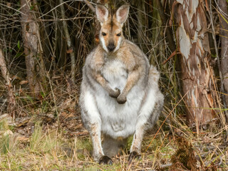Red-necked Wallaby (Notamacropus rufogriseus) in Australia