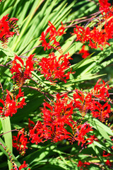 Crocosmia × crocosmiiflora or montbretia