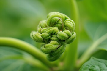 Tender young sprout of Japanese Knotweed