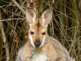 Red-necked Wallaby (Notamacropus rufogriseus) in Australia