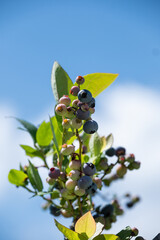 ブルーベリーの木と果実と青空