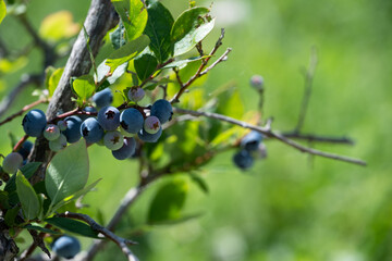 枝に実るブルーベリー