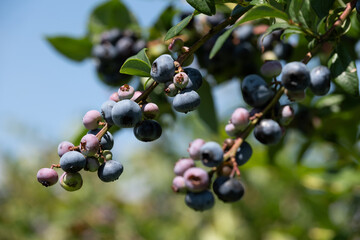 たわわに実るブルーベリーの果実