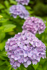 日本の梅雨時期6月頃に咲く紫陽花の花々