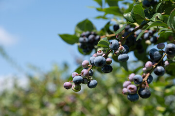 たわわに実るブルーベリーの果実