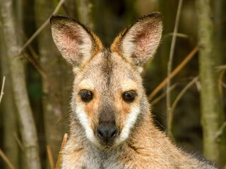 Red-necked Wallaby (Notamacropus rufogriseus) in Australia