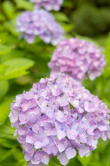 日本の梅雨時期6月頃に咲く紫陽花の花々