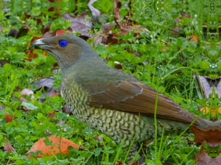 Satin Bowerbird (Ptilonorhynchus violaceus) in Australia