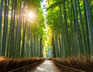 Sunlit bamboo forest path (2)