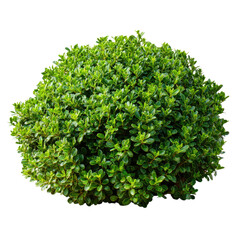 Naklejka premium Lush Green Bush: A Vibrant Display of Nature's Beauty in a Garden Setting