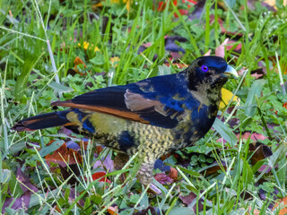 Satin Bowerbird (Ptilonorhynchus violaceus) in Australia