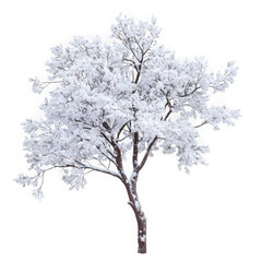 Obraz premium Snowy winter tree clipart, frost covered branches, seasonal landscape, nature illustration, cold weather, tree silhouette, png image isolated on transparent background