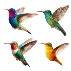Obraz premium Vibrant Hummingbirds in Flight: A Colorful Quartet of Nature's Jewels