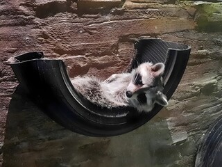 a raccoon is peacefully resting inside a half-cut tire that is hanging on a wall