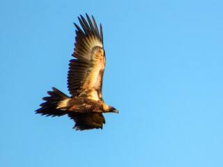 Wedge-tailed Eagle (Aquila audax) in Australia