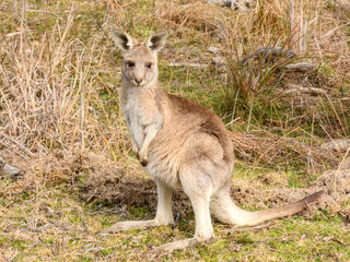 Common Wallaroo (Osphranter robustus) in Australia
