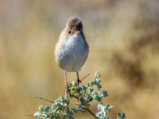 White-winged Fairywren (Malurus leucopterus) in Australia