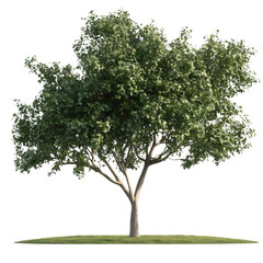 Single Trees Free Shapes Abstract on isolated transparent cutout PNG Background