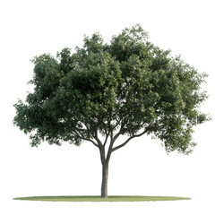 Fototapeta premium Single Trees Free Shapes Abstract on isolated transparent cutout PNG Background