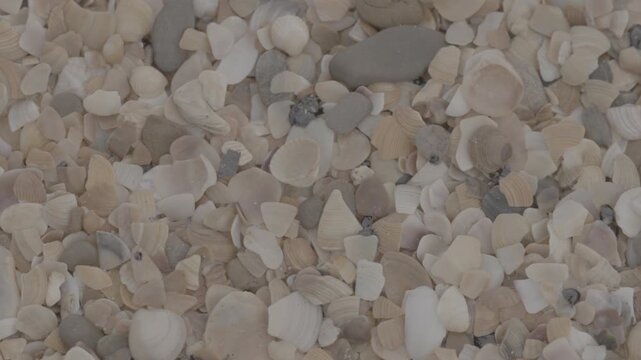 Fuel oil spills on a beautiful seashell beach. Beach oil spill impact. There are many small drops of toxic fuel oil on the shell of the seashore. Environmental pollution. ProRes 422 10bit C-LOG2 video