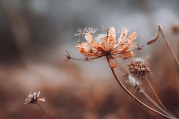 withered vegetation in the field