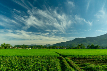 green field and blue sky