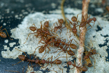 Worker ants and light bokeh background, (Oecophylla smaragdina F.)	