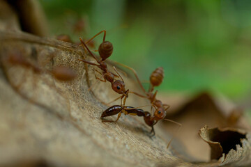 Worker ants and light bokeh background, (Oecophylla smaragdina F.)	