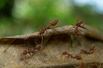 Worker ants and light bokeh background, (Oecophylla smaragdina F.)