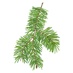 Fluffy green pine twig hand drawn illustration. Used for festive and winter decor gift boxes and labels organic cosmetics products
