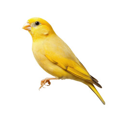 Yellow Canary Serinus Canaria on isolated transparent cutout PNG Background