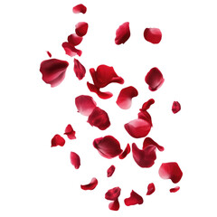 Rose petals floating isolated on transparent PNG