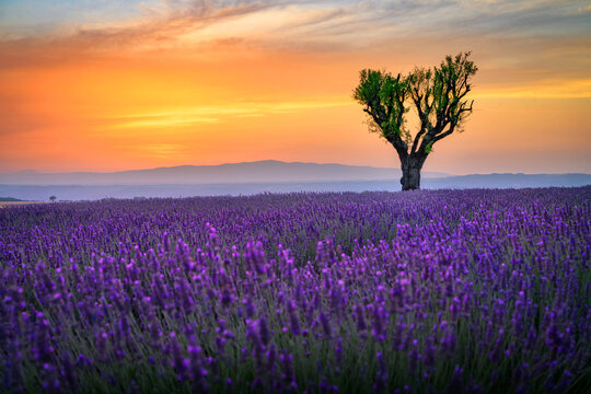 Fototapeta Beautiful landscape of lavender filed in Provence - France