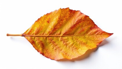 Single brown, withered leaf isolated on white , brown leaf, clear