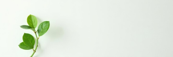 Fototapeta premium Single jade plant, crisp leaves, pure white backdrop , focus, white